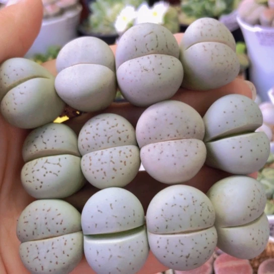 0021，2.3厘米左右如图