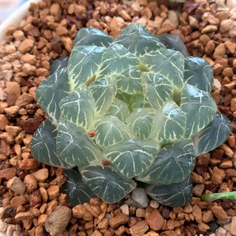 【闪购商品】176实生玉露