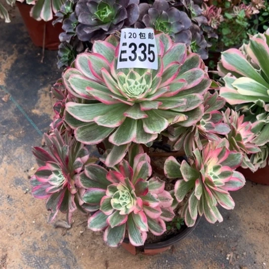 335孔雀翎不包断枝