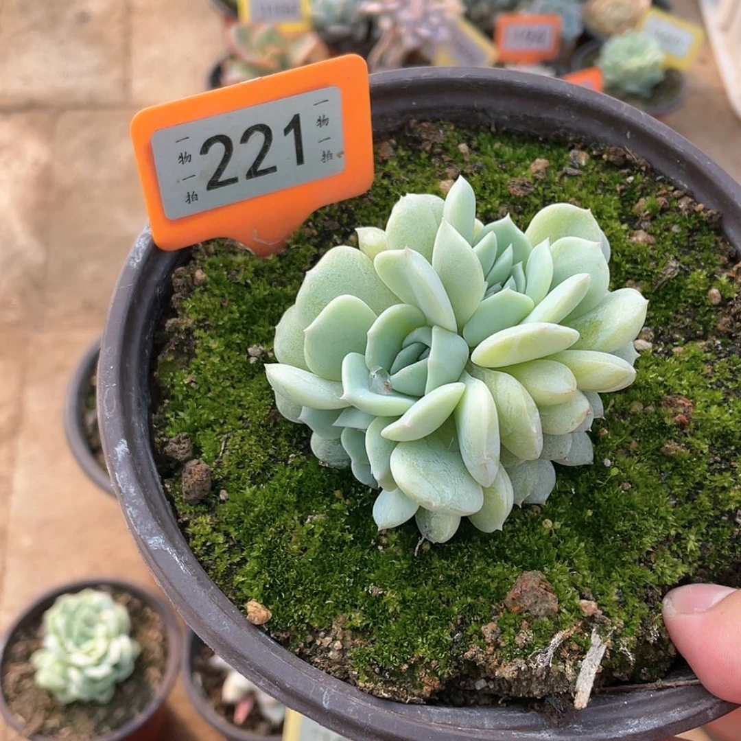 【闪购商品】一221号