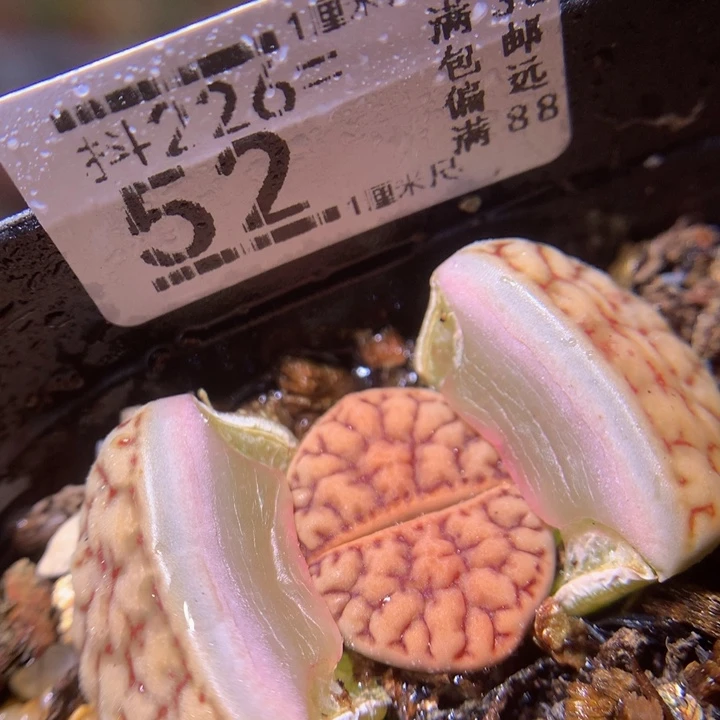 精品生石花226.52
