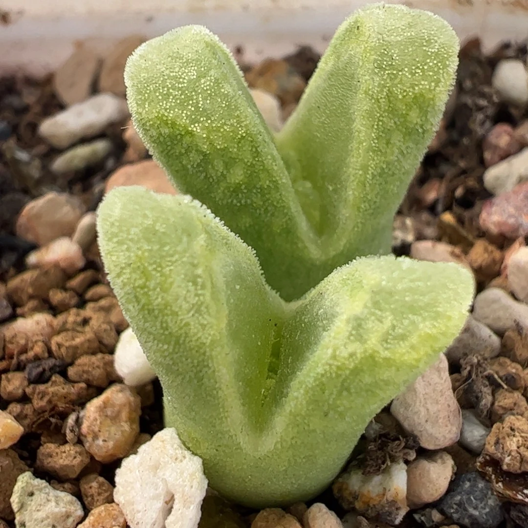 425多肉植物组合