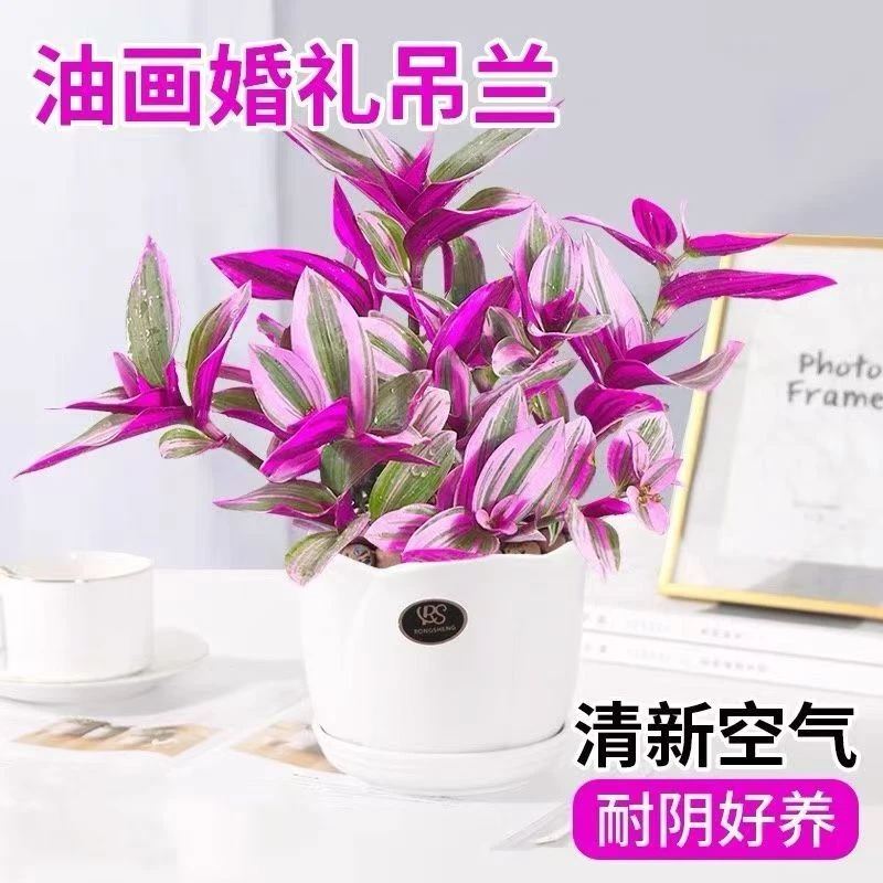 清新脱俗的高档名贵品种婚礼油画吊兰开花超美