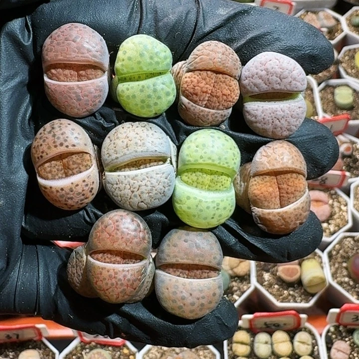 生石花1554。 80号