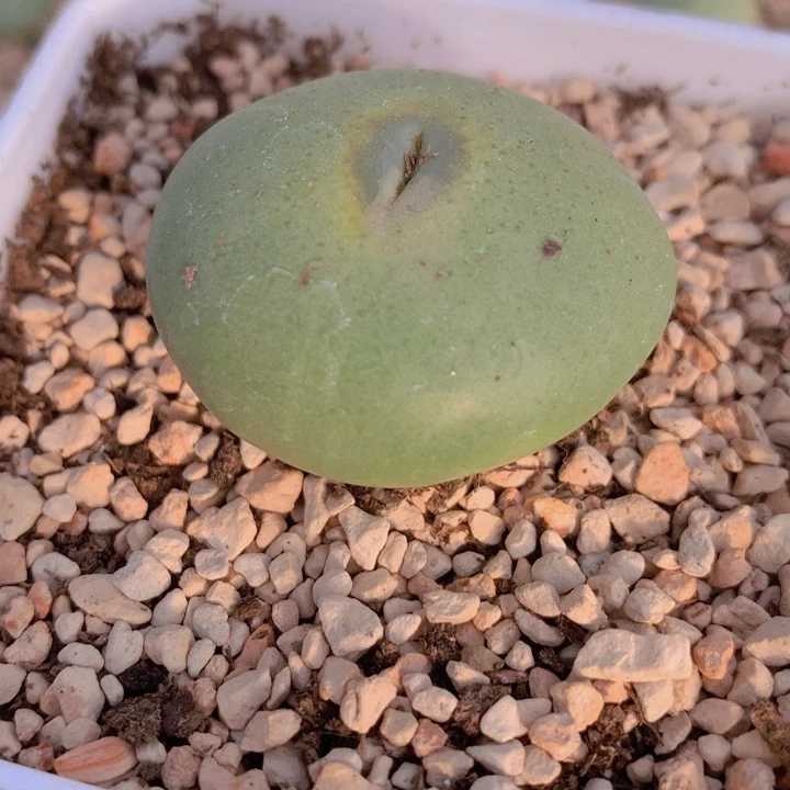 1788898586868586868568655