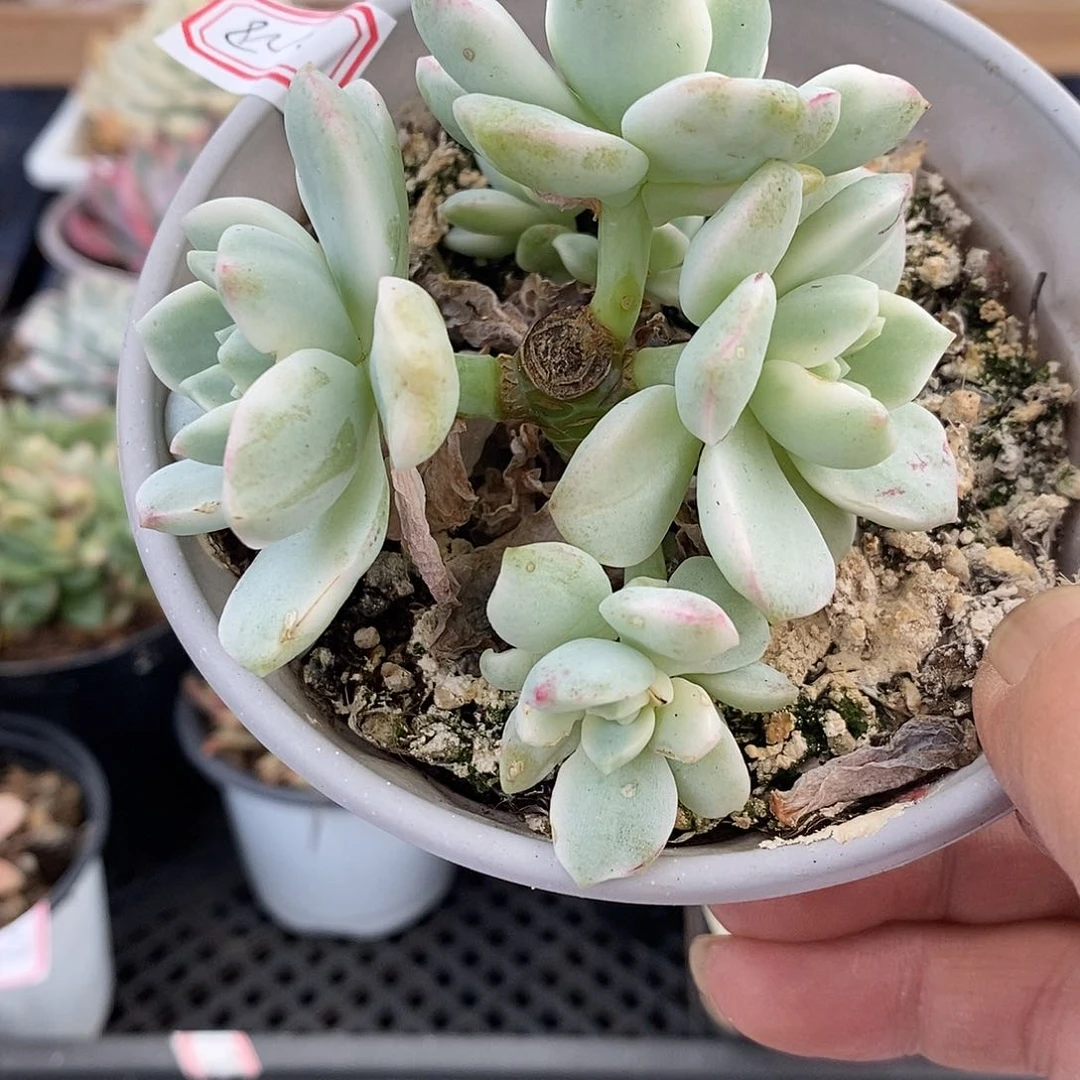 16228 香草锦 4 头有砍