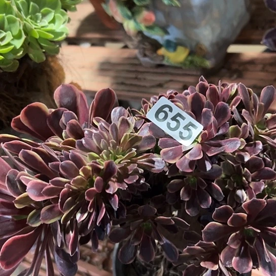 刘***姐多肉植物一个有伤655