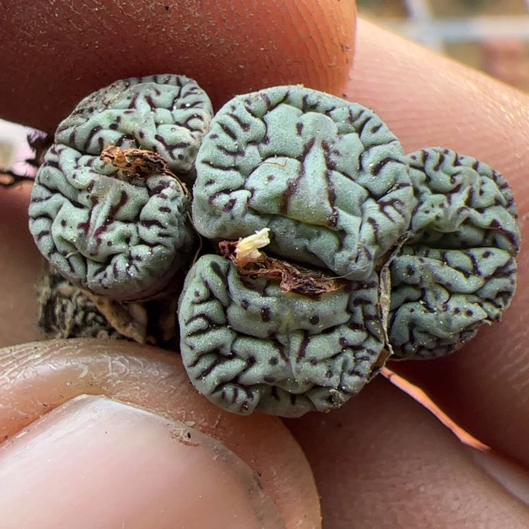 大家过年好22665