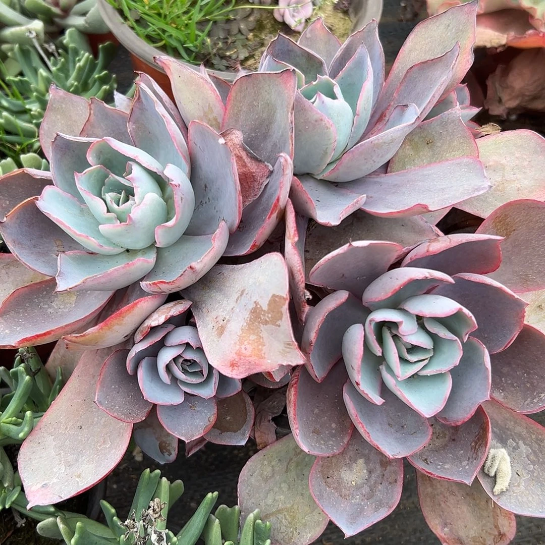 多肉植物晚霞群生有砍