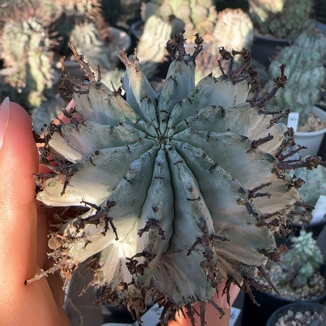 太白肌白衣魁伟玉