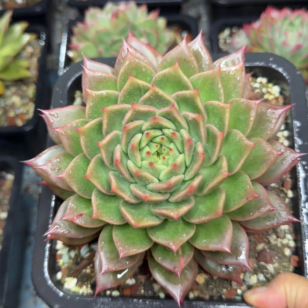 一物一拍，顺顺顺，52