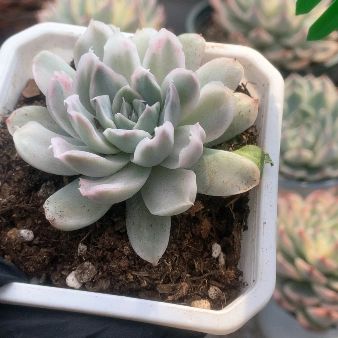 097辛普森锦锦锦锦锦锦