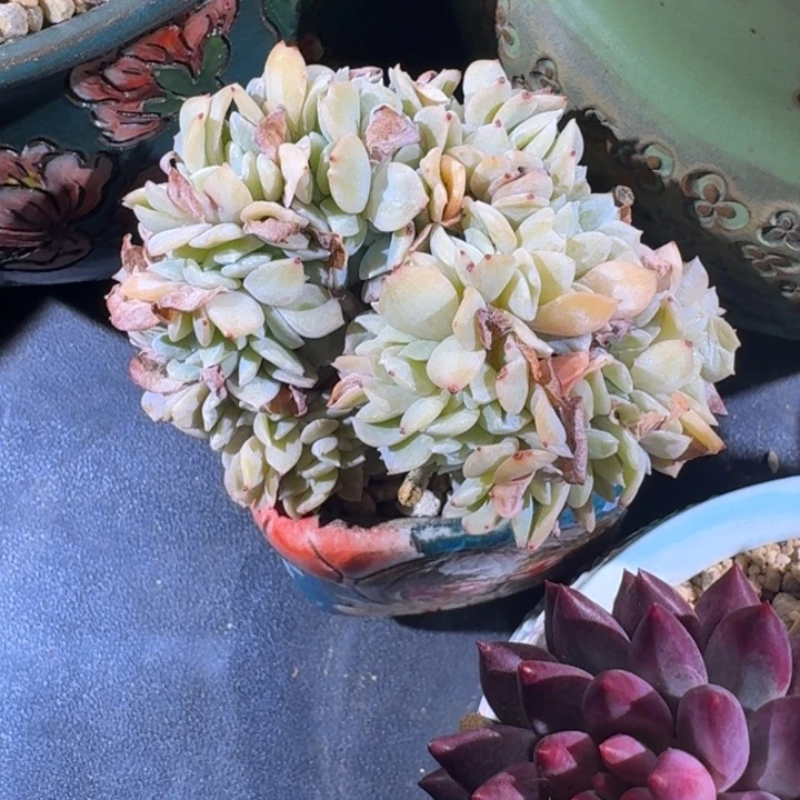 白茶 缀化 一物一拍