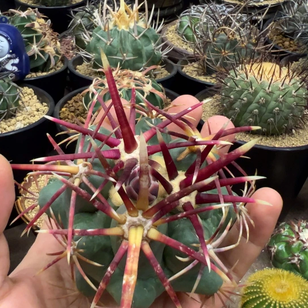 微***肌无花朵仙人球一物一拍