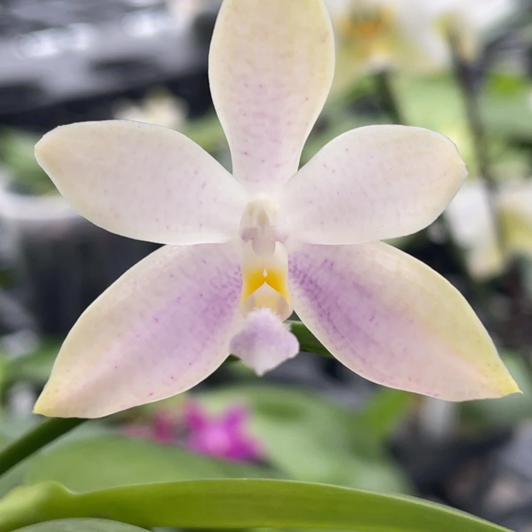 大部分开放少量花苞