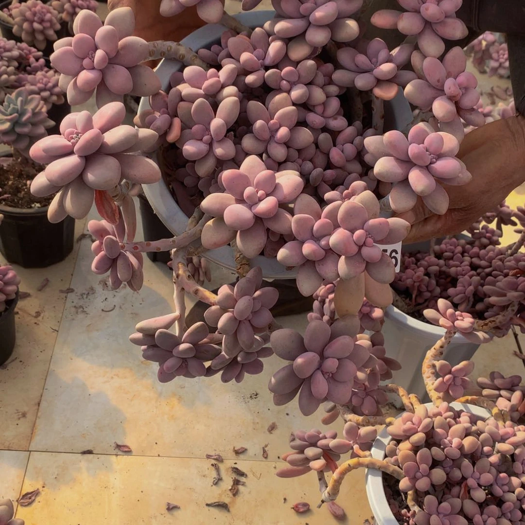 七**7星悦多肉   A256