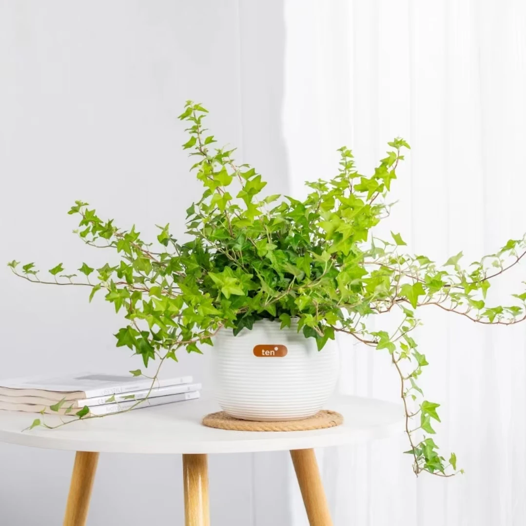 【常春藤盆栽绿植】哈密同城小时达常春藤盆栽绿植室内外净化空气