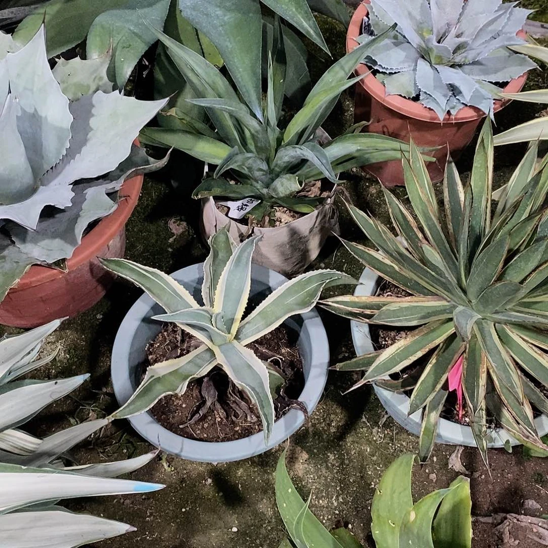 波叶冠幅35公分左右1颗