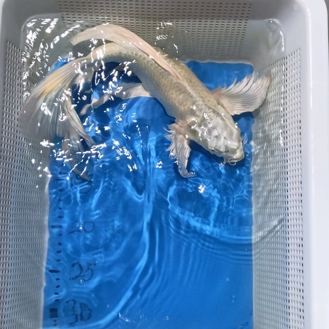 锦鲤锦鲤包邮包售后