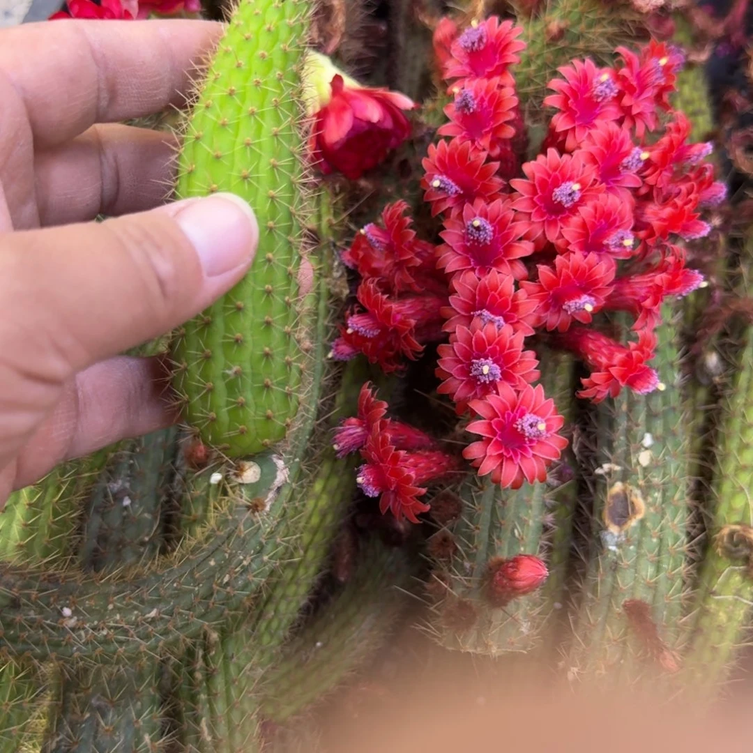 239金妞彩舞柱歪无根侧牙6公分一个，20包邮