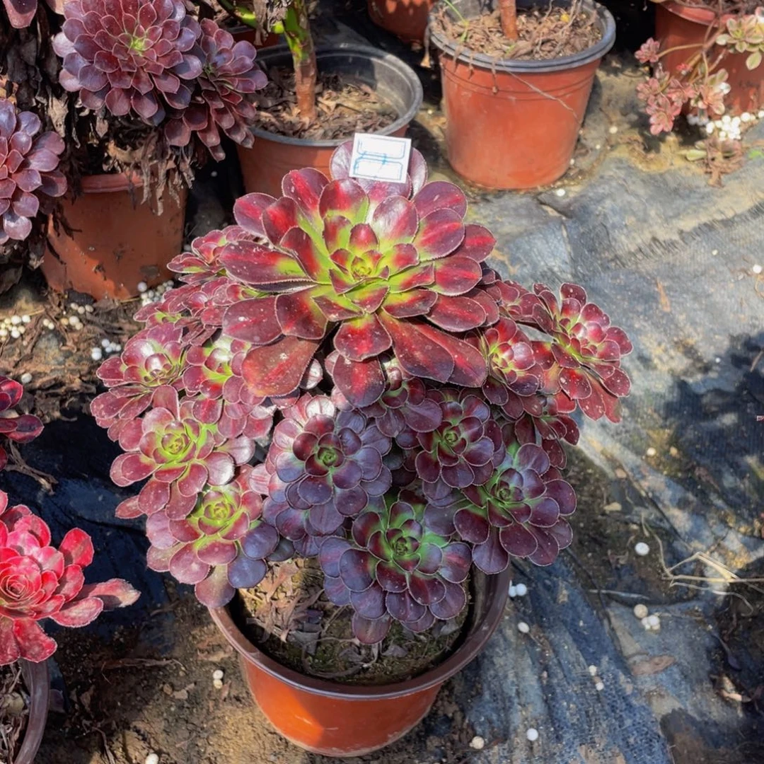 27鲜花老桩鲜花老桩