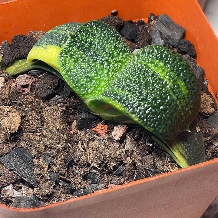 稷***生卧牛锦一物一拍专拍3