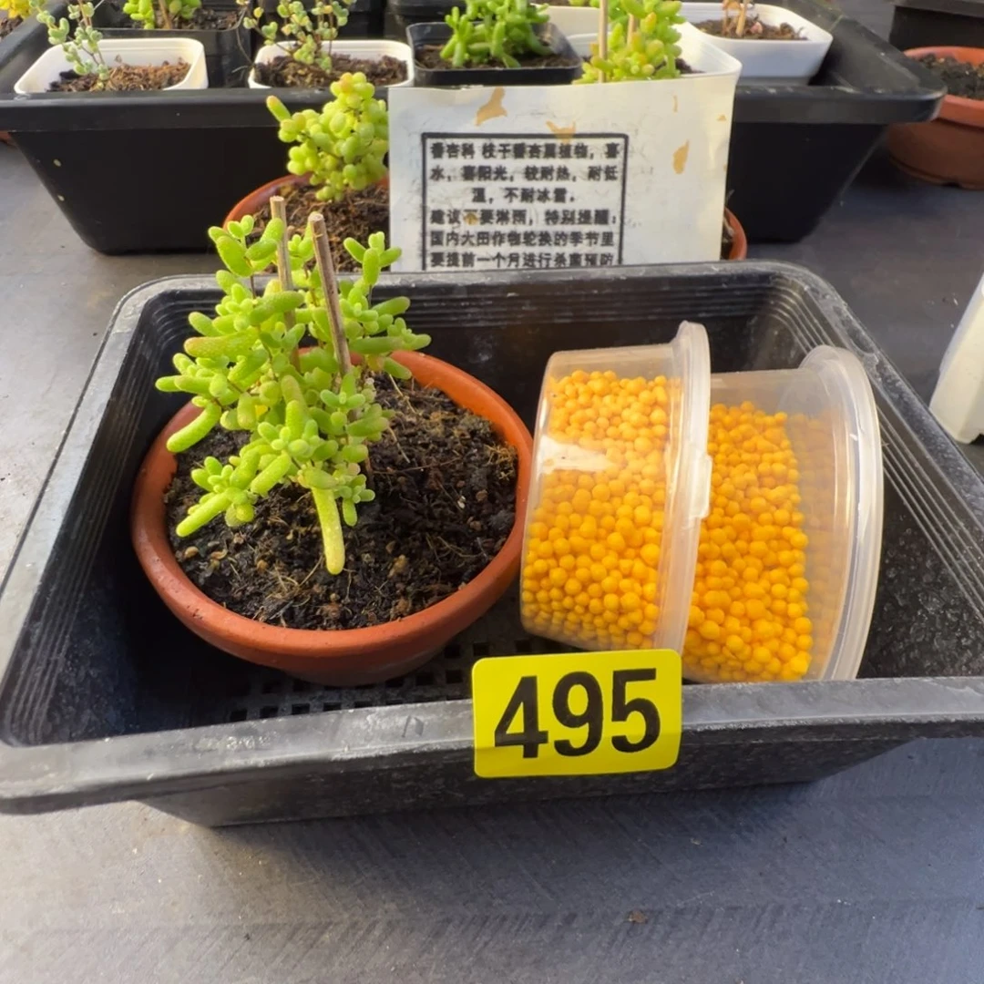 枝干番杏多肉植物495