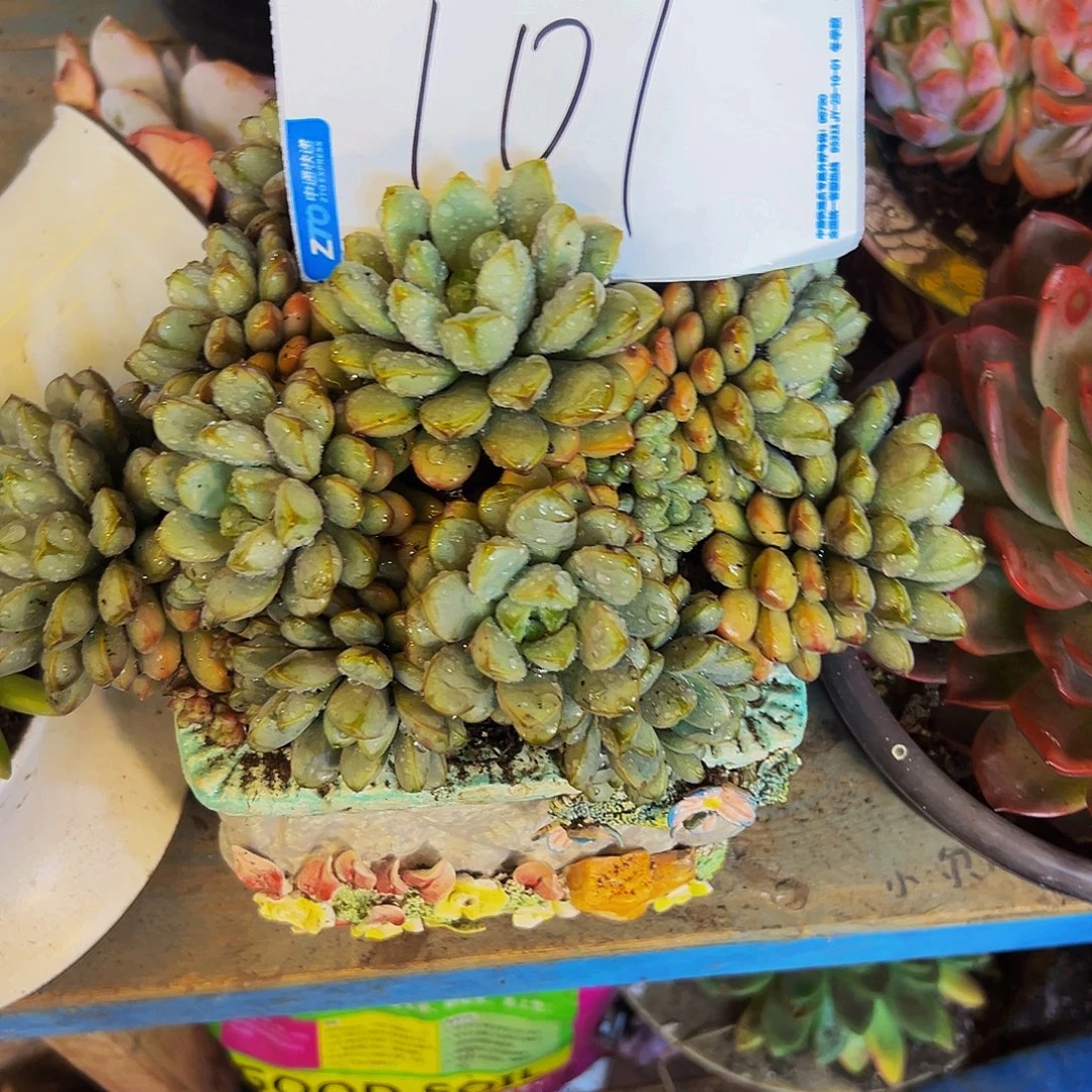 女***人101号一物一拍脱土包邮