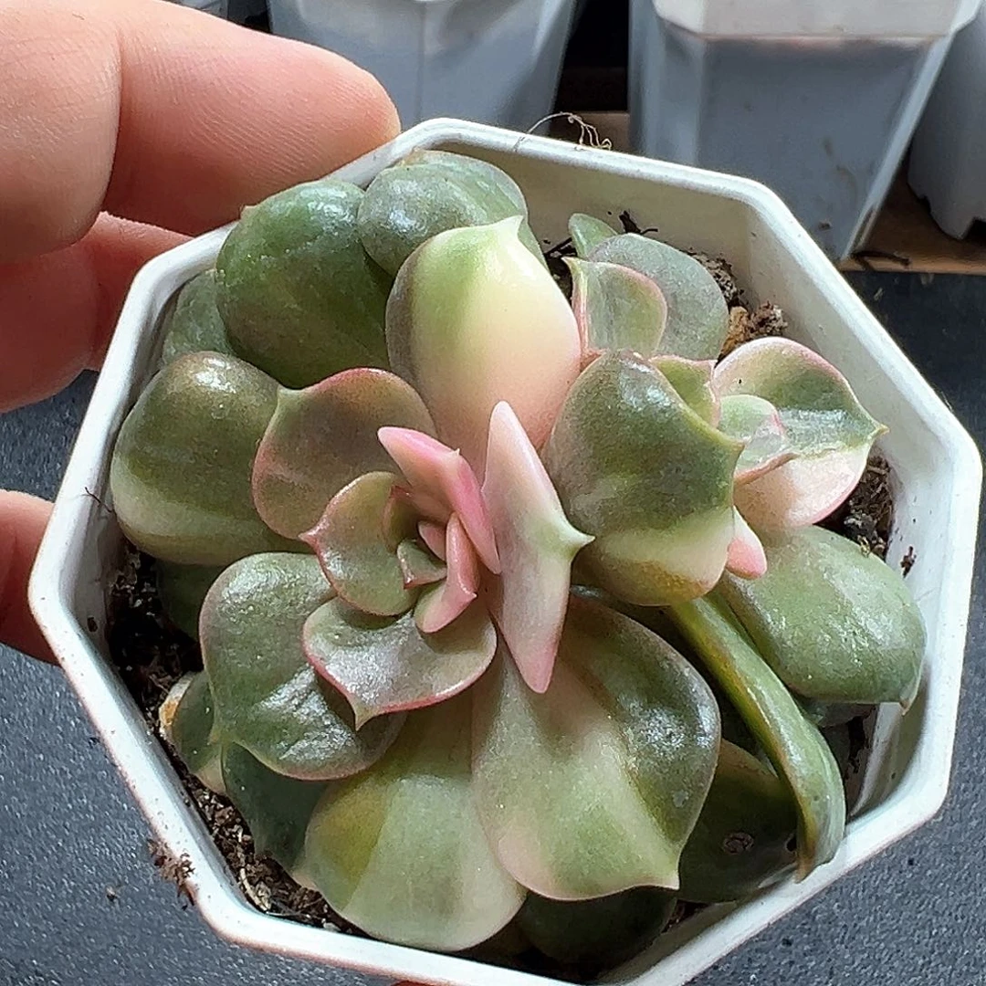 大红袍锦 小方花圃一物一拍