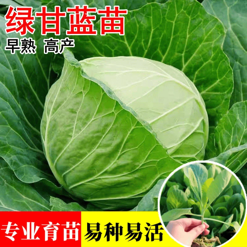 甜脆水果新品绿甘蓝苗包菜秧苗带土发货高营养超耐寒庭院植物