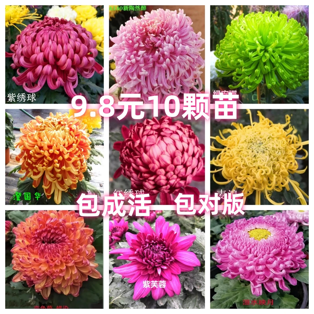大菊花苗四季开花菊花盆栽室内外阳台庭院观花植物好养活花卉秋菊