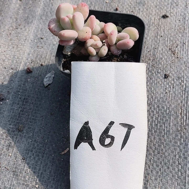 杨*67密密麻麻密密麻麻吗