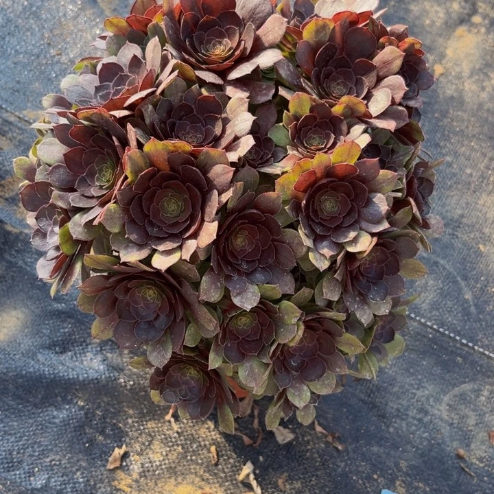 51多肉植物一物一拍