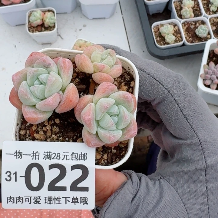 冰玉多肉多肉植物多肉多