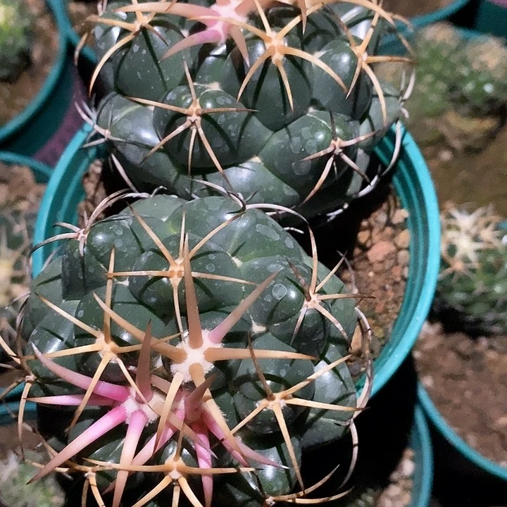 孤品实生顶级双头粗刺大尤安仔象芽14cm