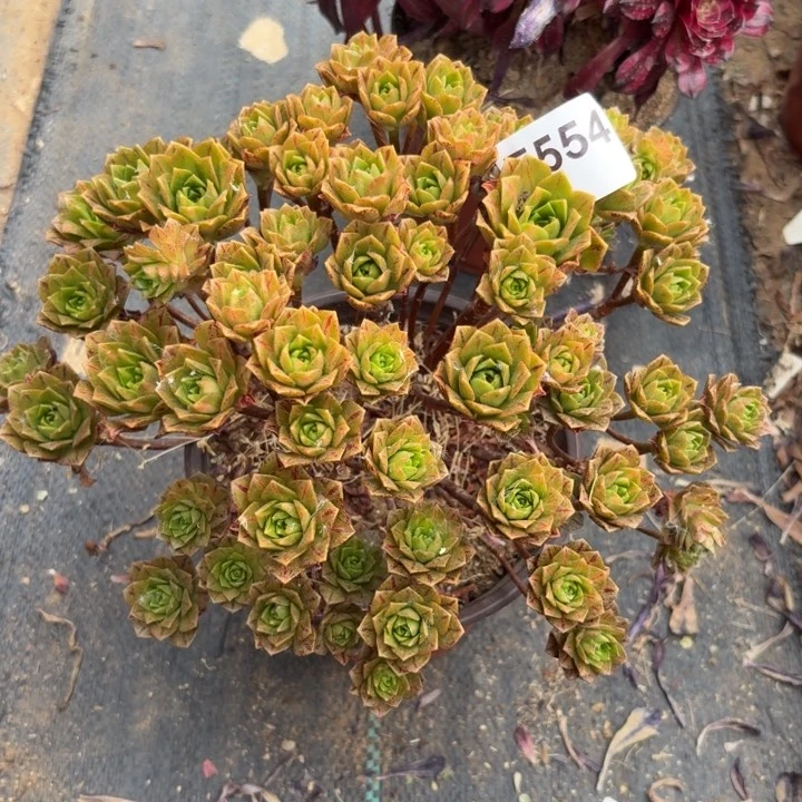 花茶多肉植物不包损554瑕疵