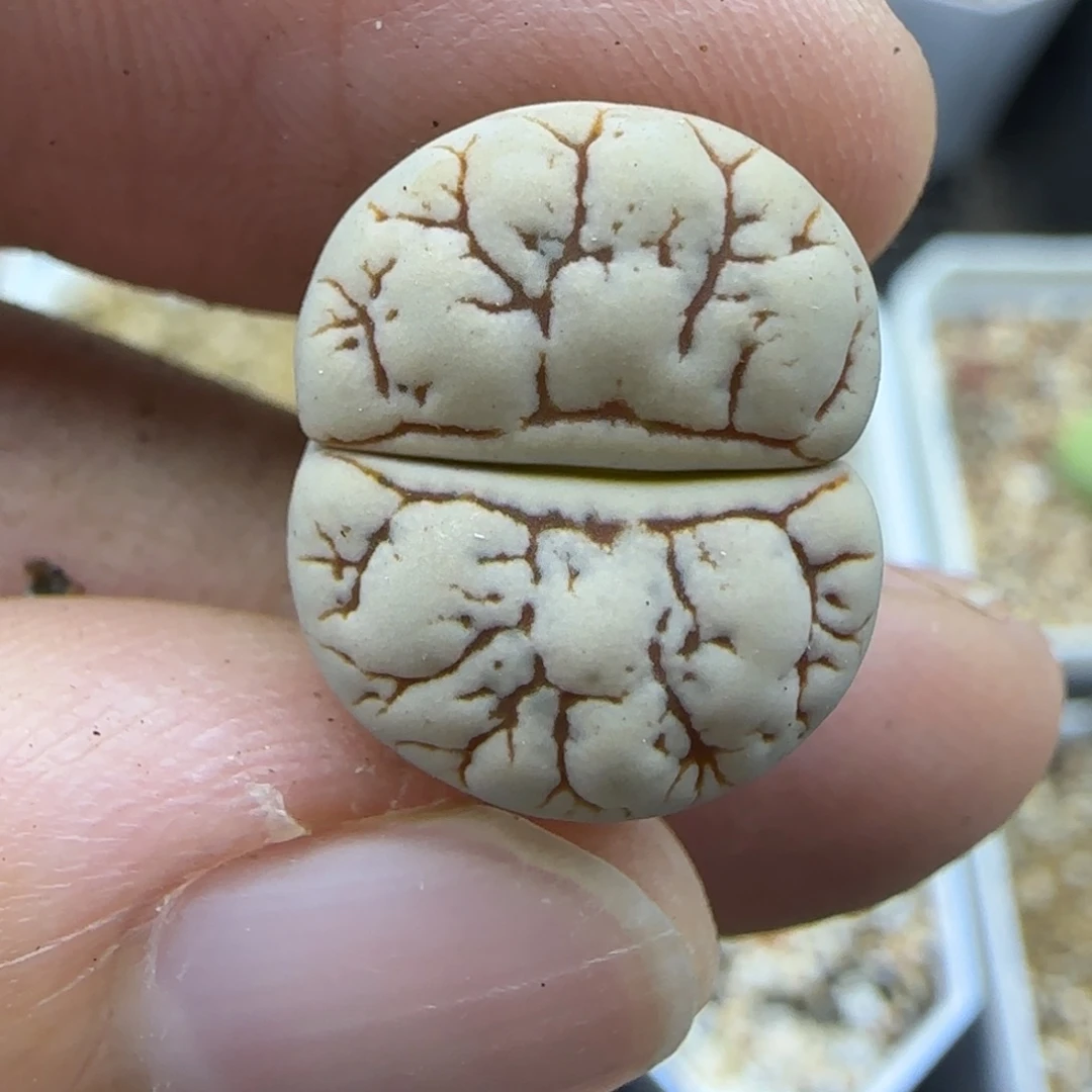 120荒秒满30包邮发货