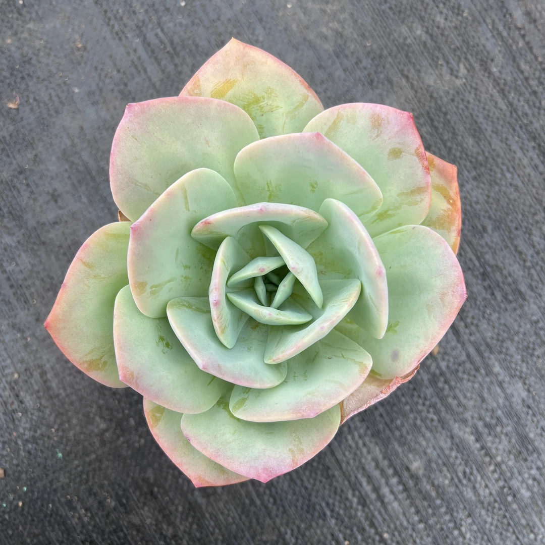 1王小二多肉 白凤12杯冠幅10-12厘米多肉植物带基地原盆原土发货