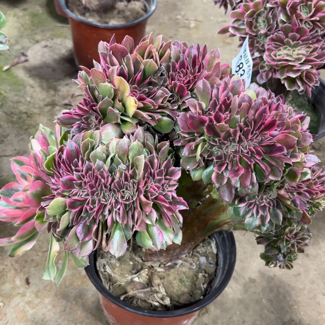 是**呀683雅典娜缀化多肉植物法师