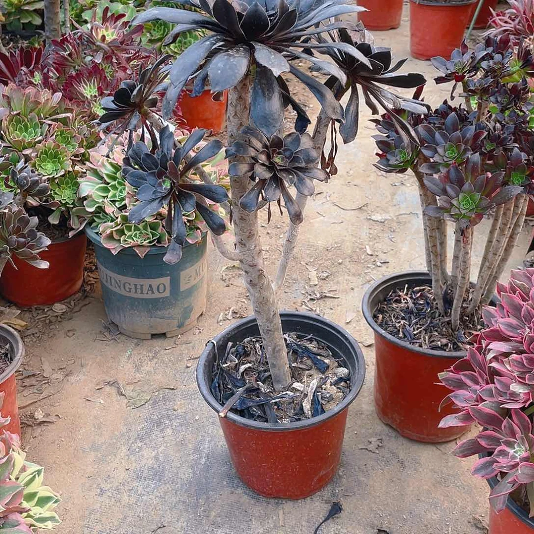 86墨法师多肉小损不包