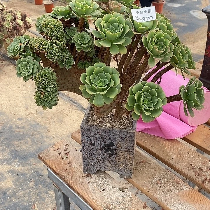 370 绿羊绒缀宽34 公分微瑕