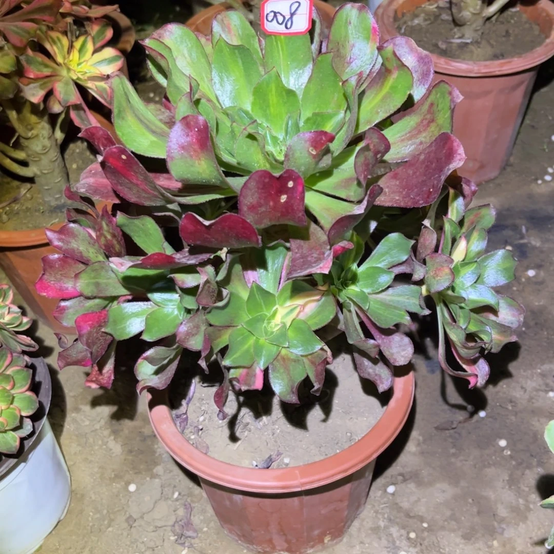 008多肉植物魅影七彩