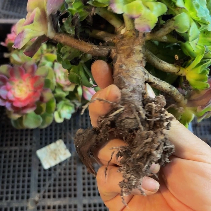 多肉植物福利687个
