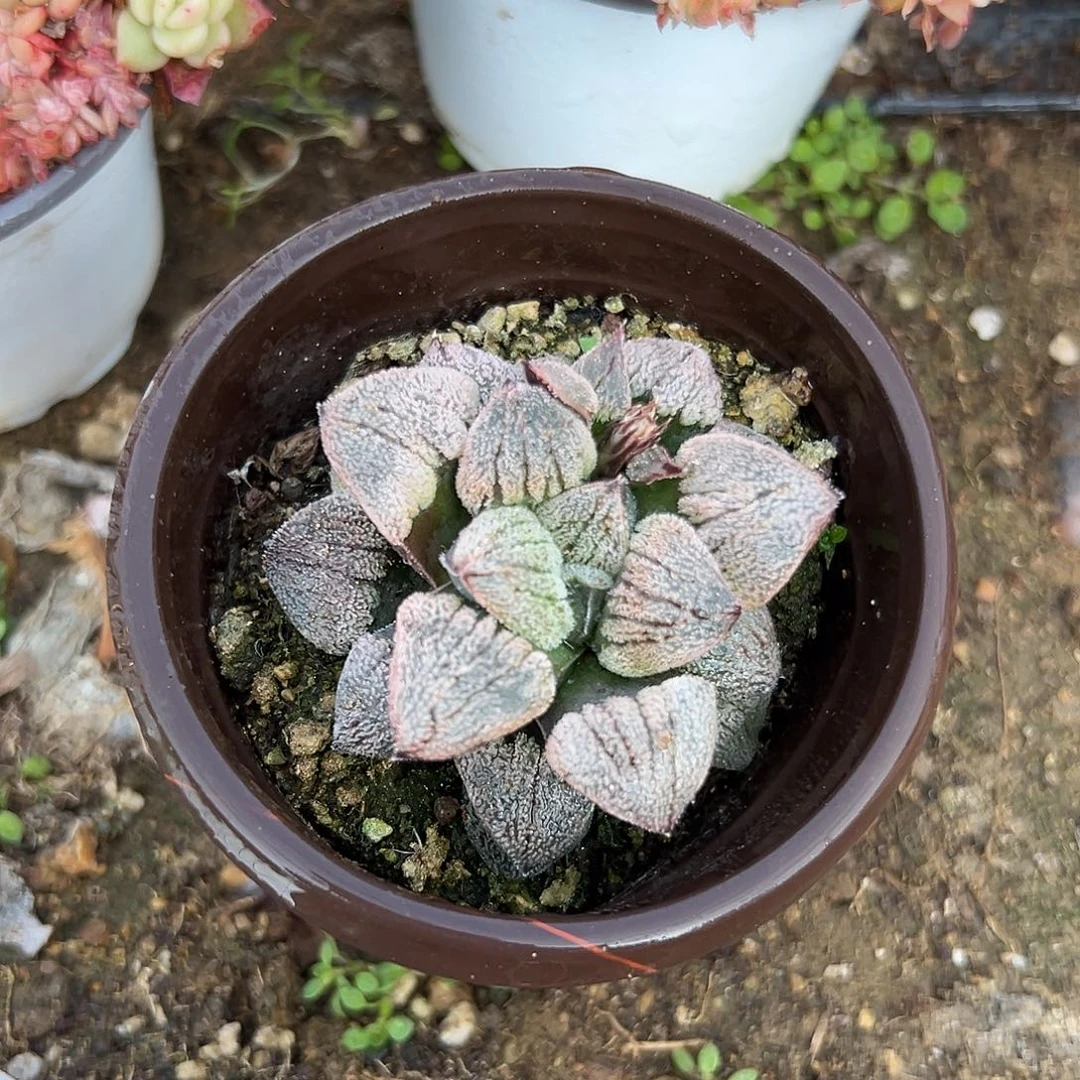 多肉植物多肉植物