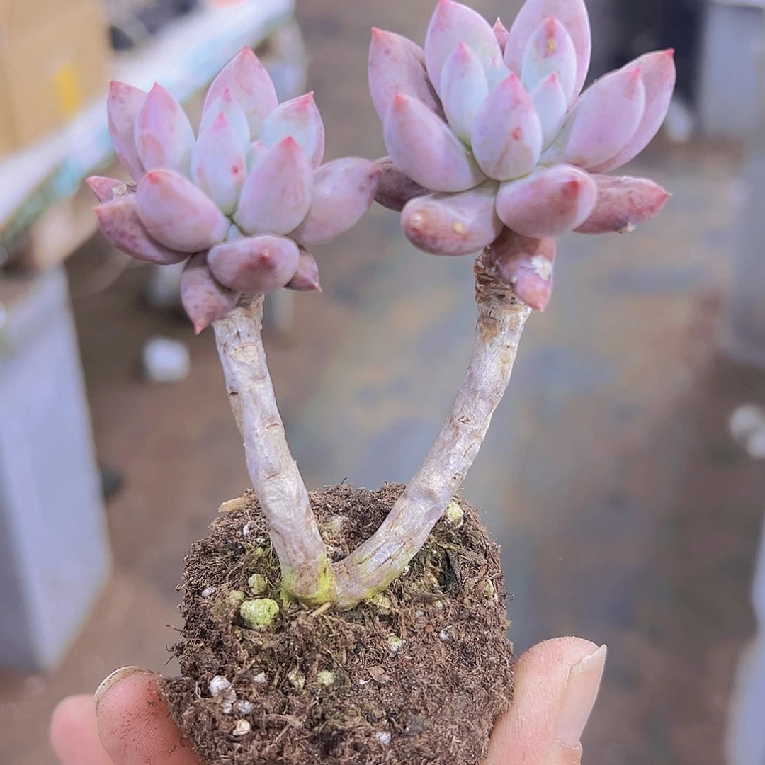 双头老桩所罗门19包邮