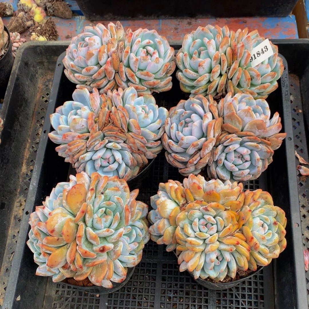 91843六个嗯嗯嗯嗯嗯嗯嗯好