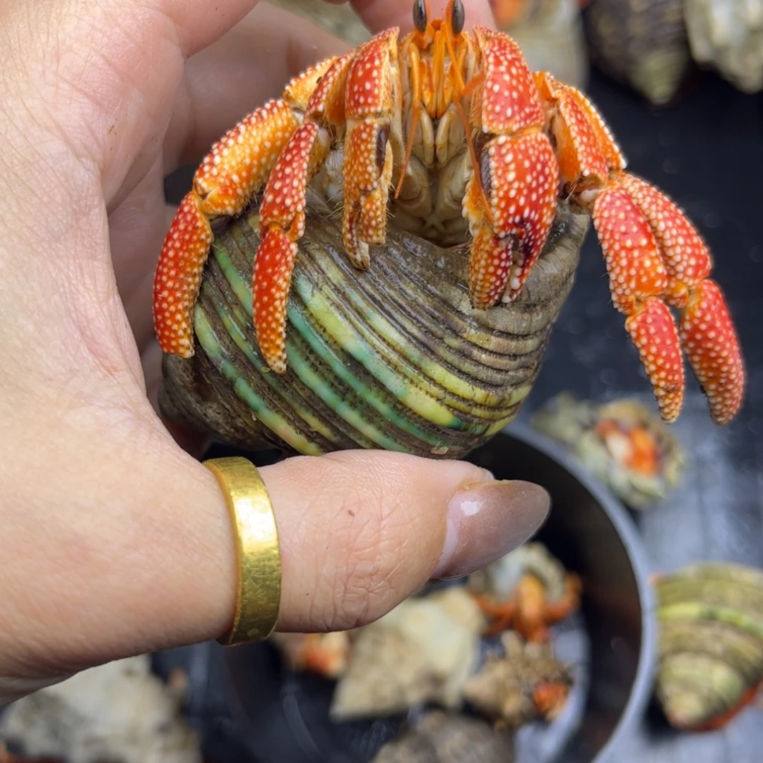 2.7口印草磨尖福利