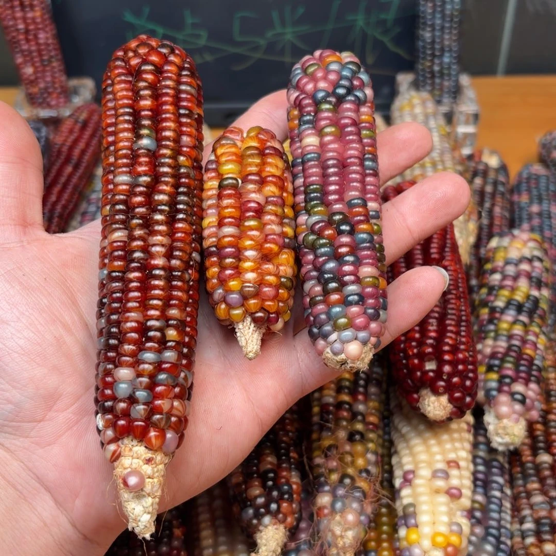 柏香籽/百香籽吊坠u****5