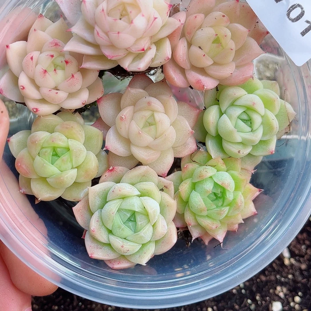 1-701 新疆西藏内蒙不发12.8抱歉2-3公分多肉