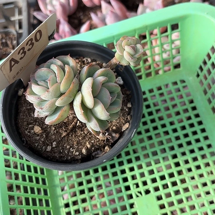 飘c n x d g h g f g y 330